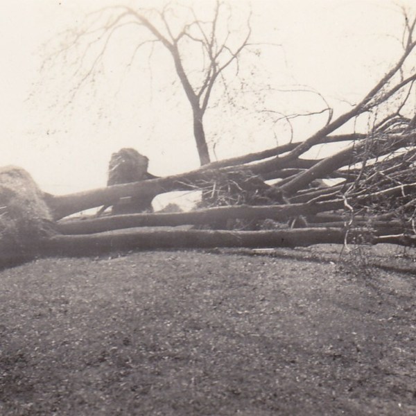 Linden Avenue: Parmenter&#039;s Front Yard